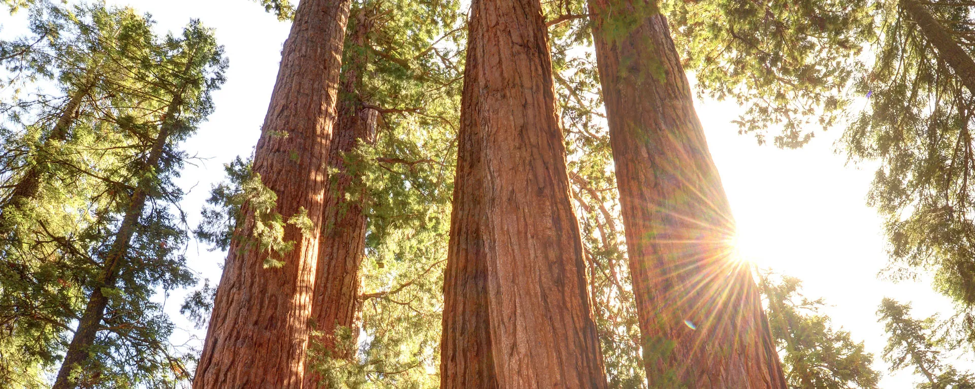 Group Activities & Team Building 1 view of tall red wood trees