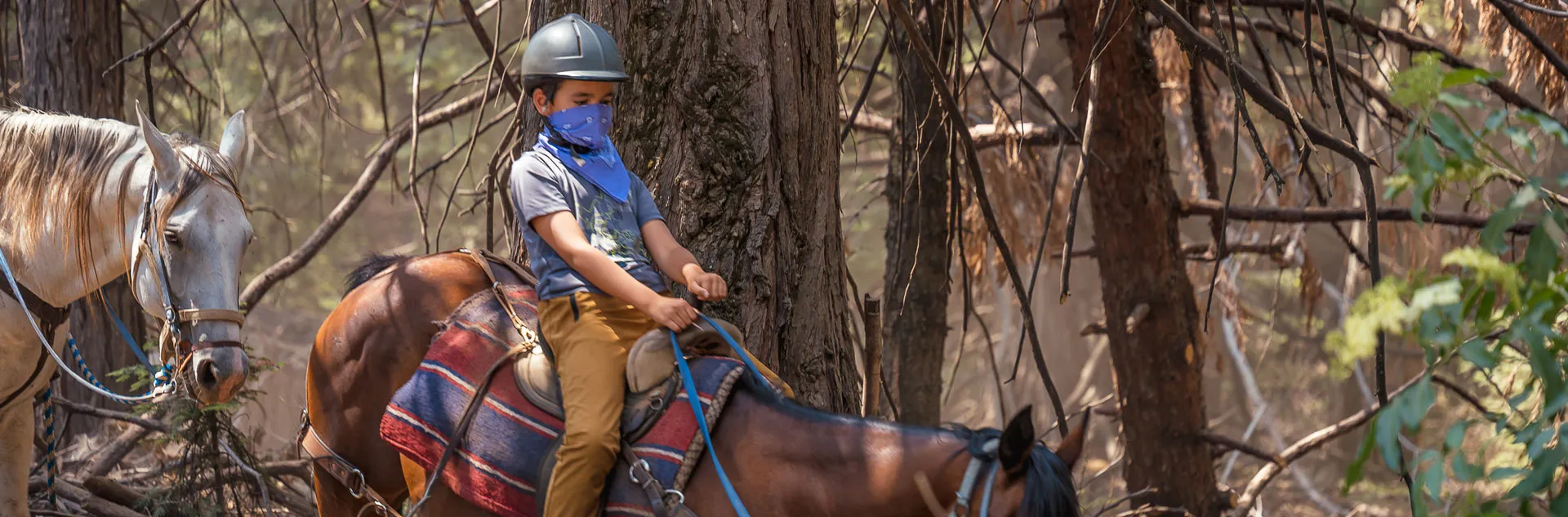 Big Tree Stable