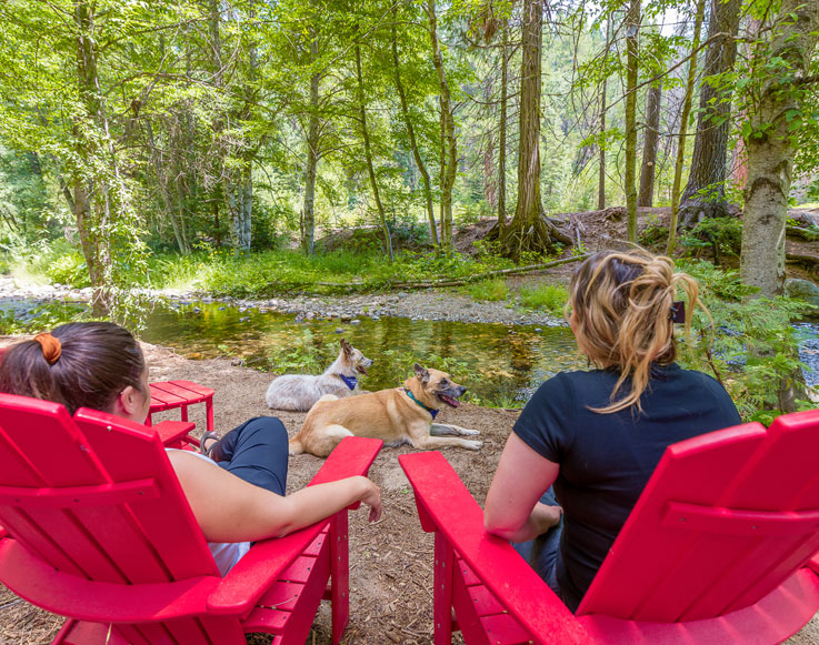 Guest enjoying the outdoors with their dogs