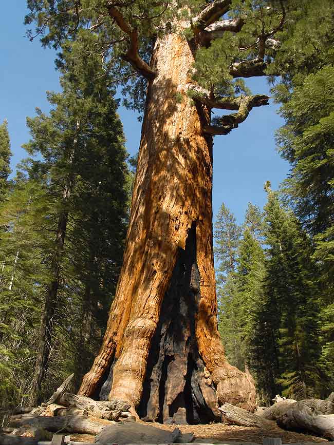 mariposa grove giant sequoia tree