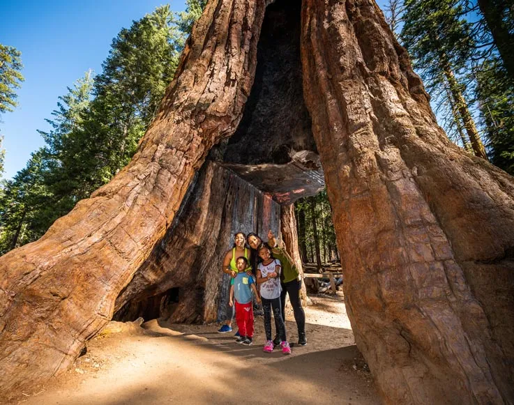 A family inside a tree at the Mariposa Grove of Giant Sequoias