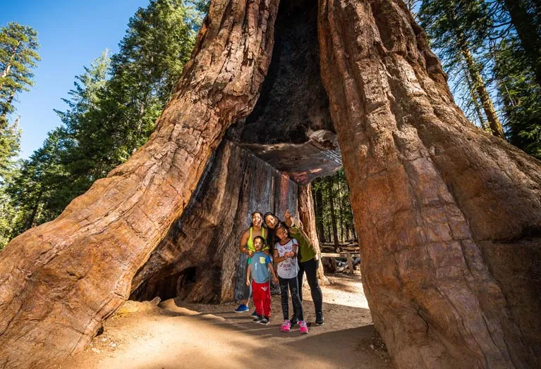 The California Tunnel Tree at the Mariposa Grove in Yosemite National Park