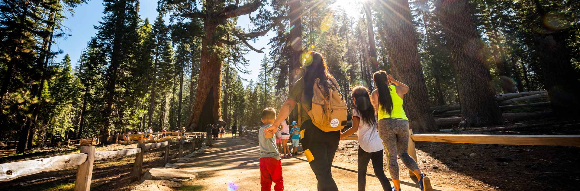 A family exploring the Mariposa Grove of Giant Sequoias in Yosemite
