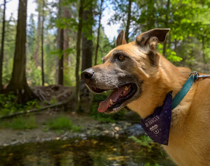 Pampered Dog in the woods