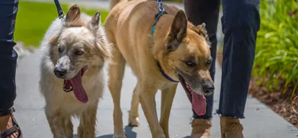 Dogs out for a walk