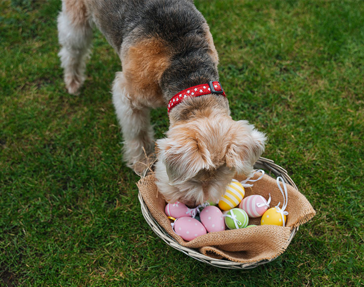 Upcoming Events 2 A dog sniffing Easter eggs at Tenaya at Yosemite