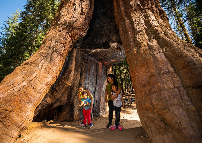 A family exploring the Mariposa Grove of Giant Sequoias