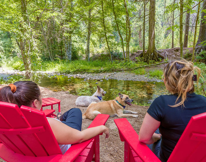 Guest with their dogs