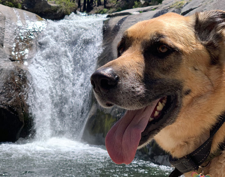 A dog exploring Tenaya Falls