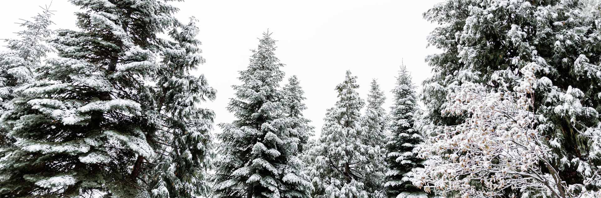 Snow covered trees
