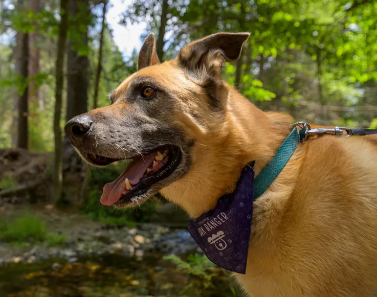 Dog friendly lodging at Tenaya at Yosemite