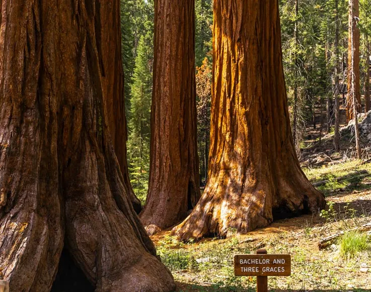 The Mariposa Grove of giant sequoias in Yosemite National Park
