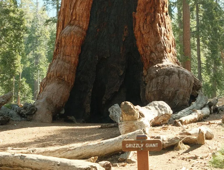 Mariposa Grove 3 The Grizzly Giant tree in Yosemite's Mariposa Grove