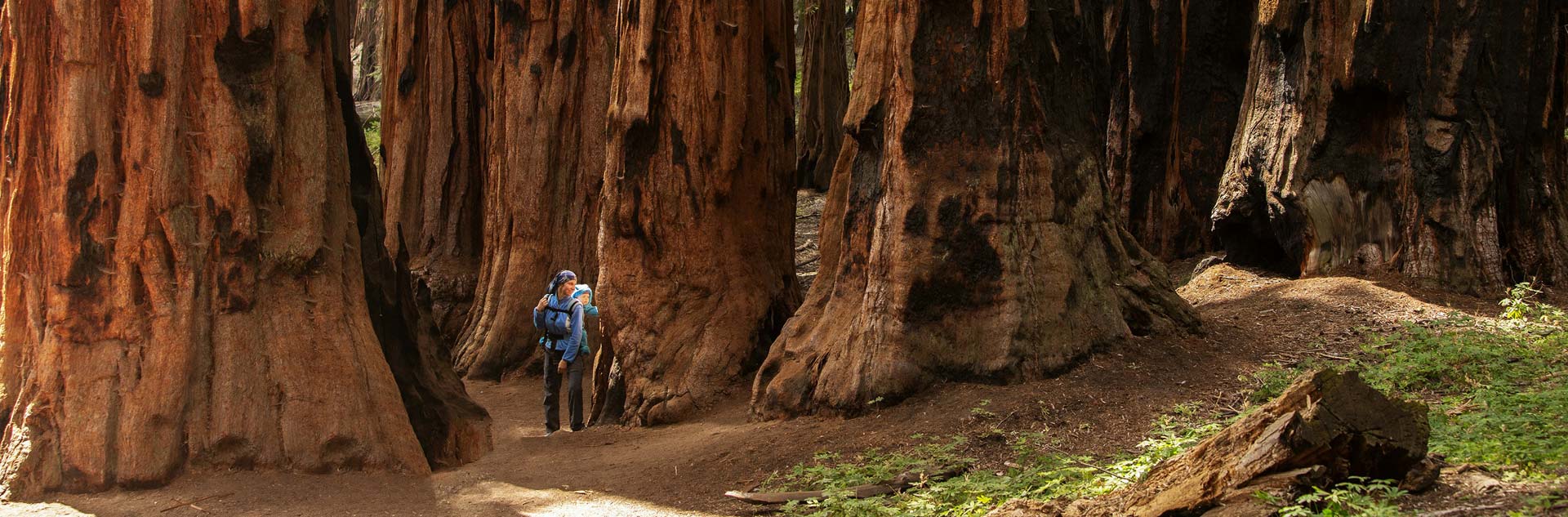 Mariposa Grove 1 Hikers in Yosemite National Park's Mariposa Grove of giant sequoias