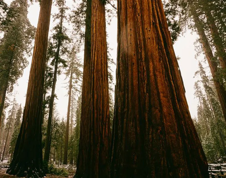 One Day Winter 2 The Mariposa Grove of Giant Sequoias in Yosemite National Park