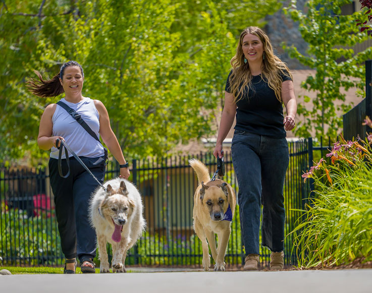 Owners walking their dogs through Tenaya