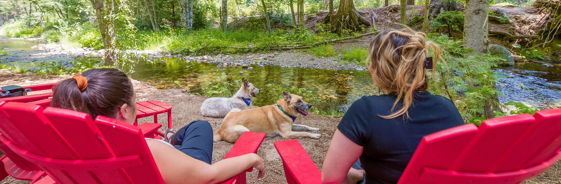 Guests with their dogs