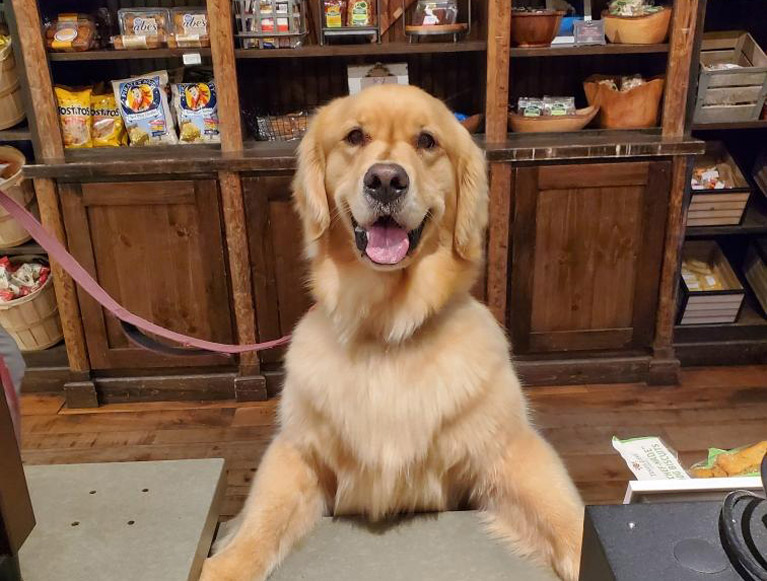 A friendly dog with his paws on the counter