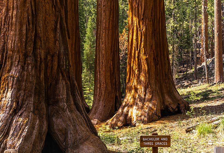 The Mariposa Grove of Giant Sequoias in Yosemite National Park