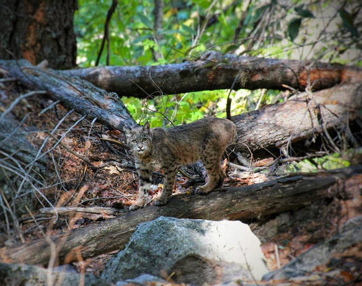 A bobcat in Yosemite National Park
