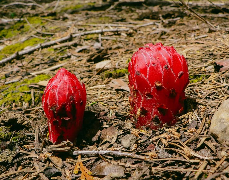 Snowplant wildflowers in the Mariposa Grove of Giant Sequoias