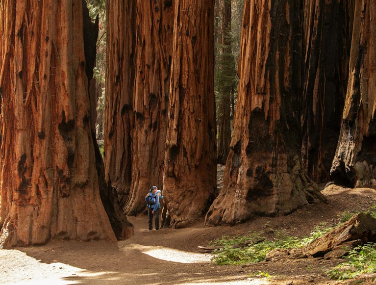 Yosemite National Park visitors exploring the Mariposa Grove of giant sequoia trees