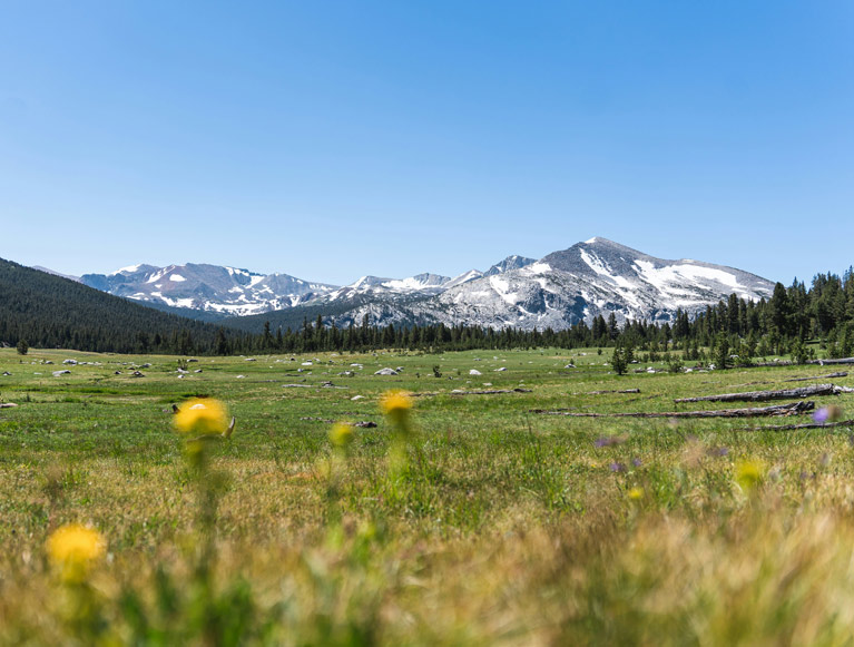 A mountain meadow in Yosemite National Park