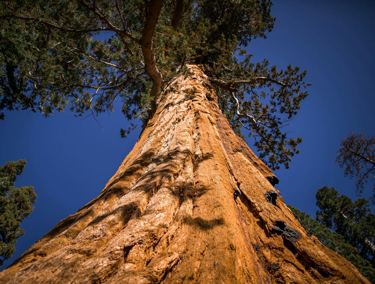 Looking up at a giant sequoia tree in the Mariposa Grove at Yosemite National Park