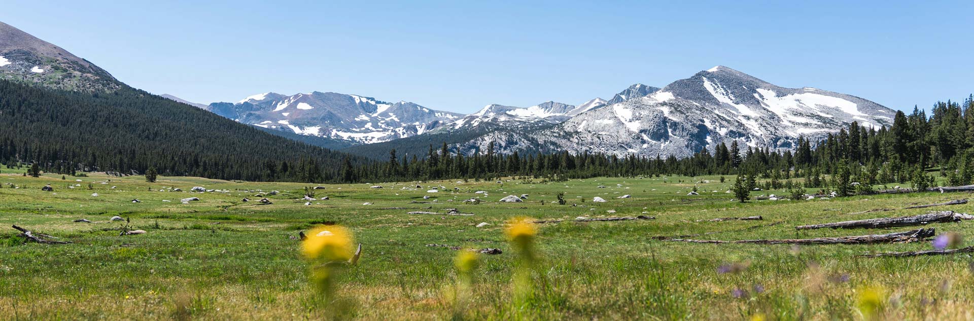 A beautiful mountain meadow in Yosemite National Park
