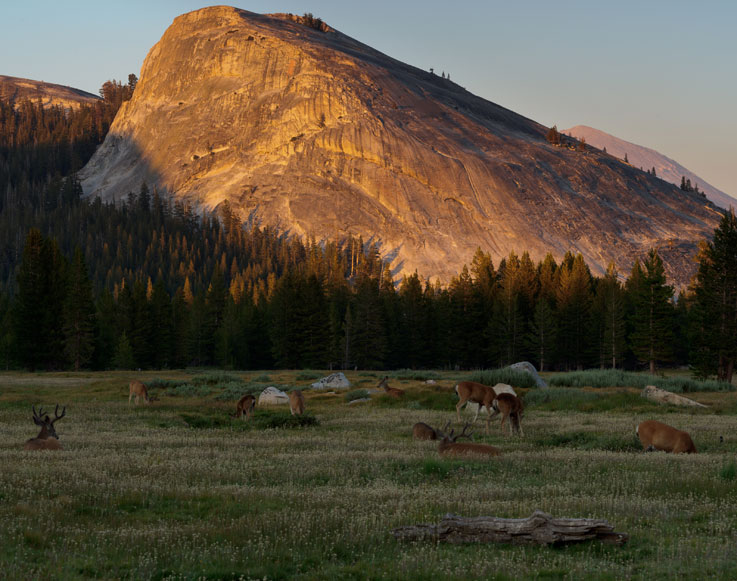 Tuolumne Meadows in Yosemite National Park