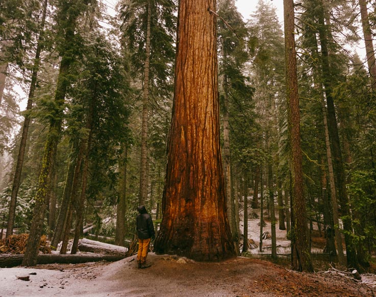 The Mariposa Grove of giant sequoias in Yosemite National Park