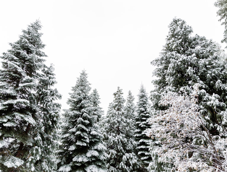 Winter tree tops covered in snow at Tenaya at Yosemite