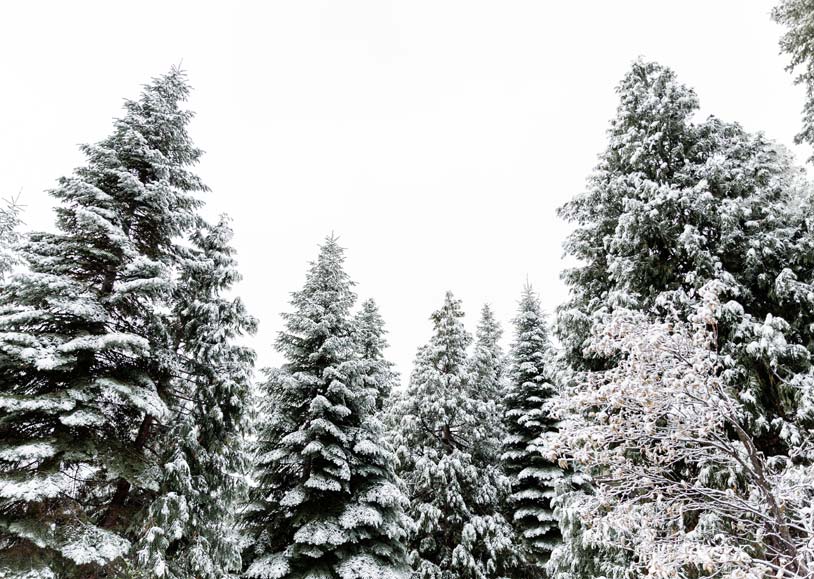 Winter tree tops covered in snow at Tenaya at Yosemite