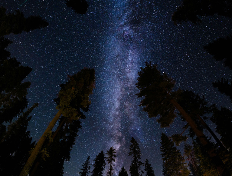 The Milky Way over giant sequoia trees