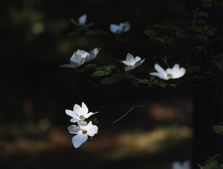 Blooming flowers in Yosemite National Park