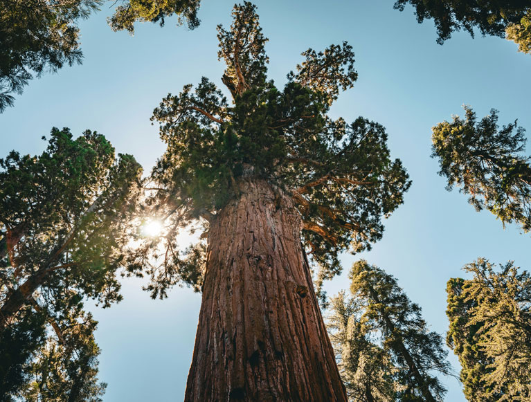 The General Sherman Tree in Sequoia National Park