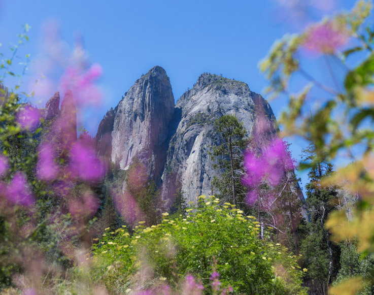 Mountain peaks and spring flowers in Yosemite National Park