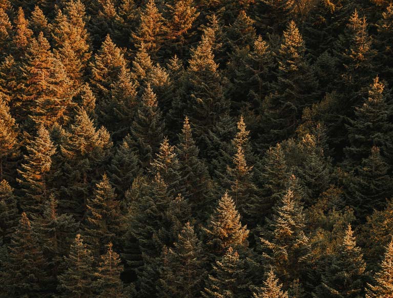 An aerial view of tree tops in afternoon light